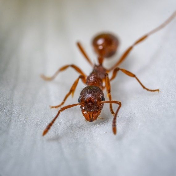 Field Ants, Pest Control in Wimbledon, SW19. Call Now! 020 8166 9746