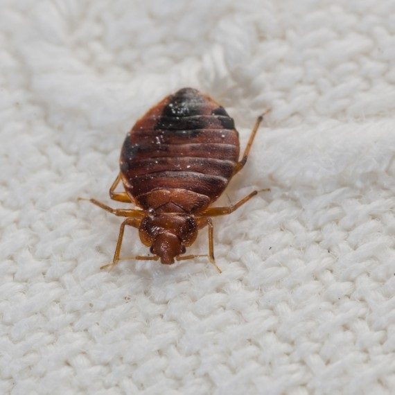 Bed Bugs, Pest Control in Wimbledon, SW19. Call Now! 020 8166 9746