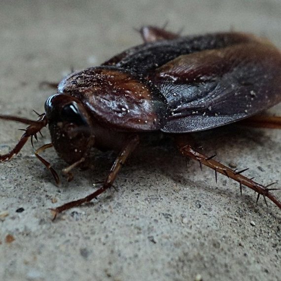 Cockroaches, Pest Control in Wimbledon, SW19. Call Now! 020 8166 9746