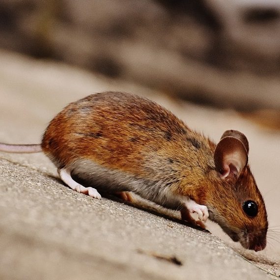 Mice, Pest Control in Wimbledon, SW19. Call Now! 020 8166 9746