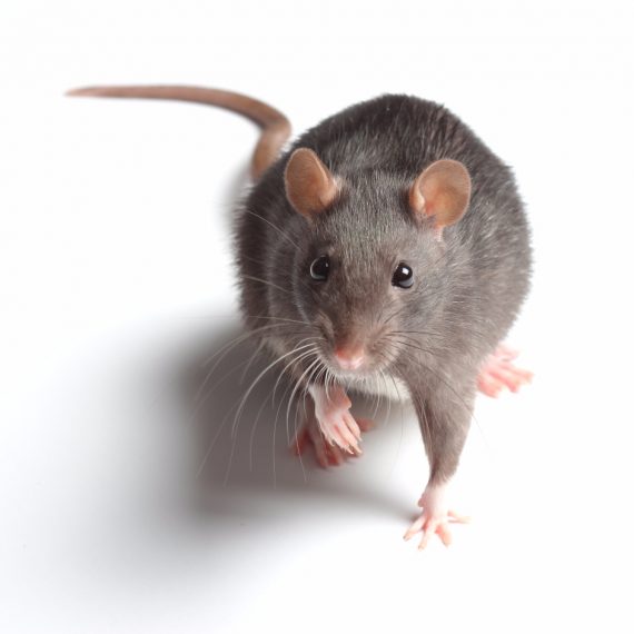Rats, Pest Control in Wimbledon, SW19. Call Now! 020 8166 9746