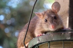 Rat Control, Pest Control in Wimbledon, SW19. Call Now 020 8166 9746