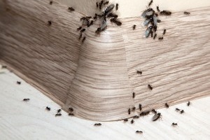 Ant Control, Pest Control in Wimbledon, SW19. Call Now 020 8166 9746