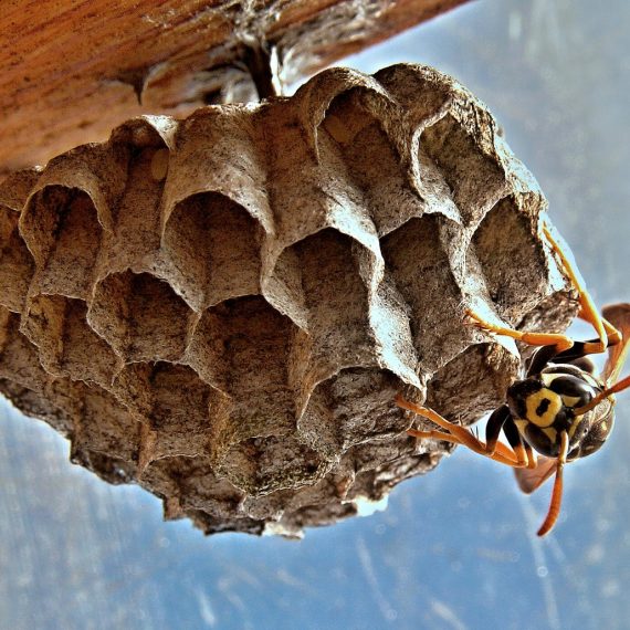 Wasps Nest, Pest Control in Wimbledon, SW19. Call Now! 020 8166 9746