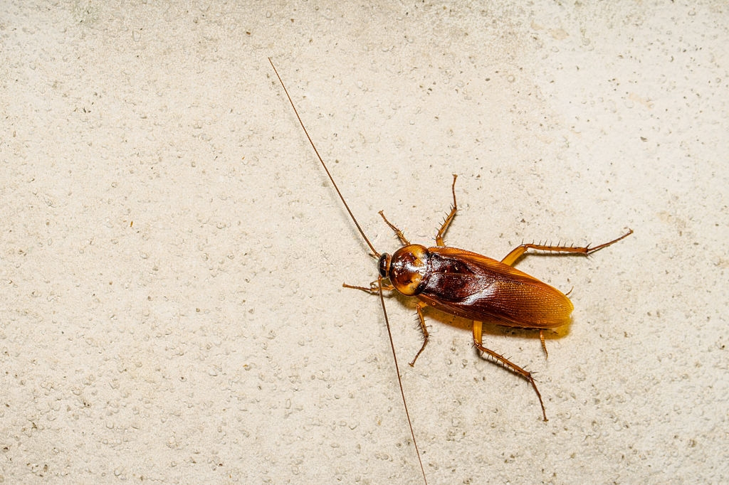 Cockroach Control, Pest Control in Wimbledon, SW19. Call Now 020 8166 9746