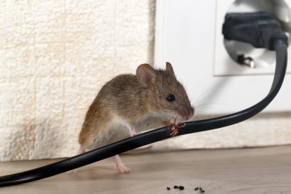 Pest Control in Wimbledon, SW19. Call Now! 020 8166 9746