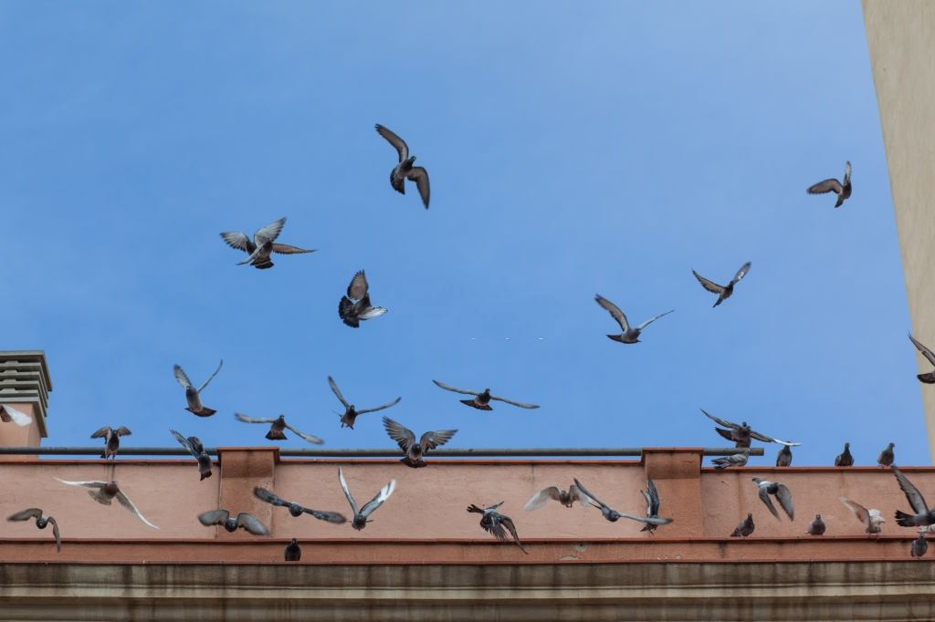 Pigeon Pest, Pest Control in Wimbledon, SW19. Call Now 020 8166 9746