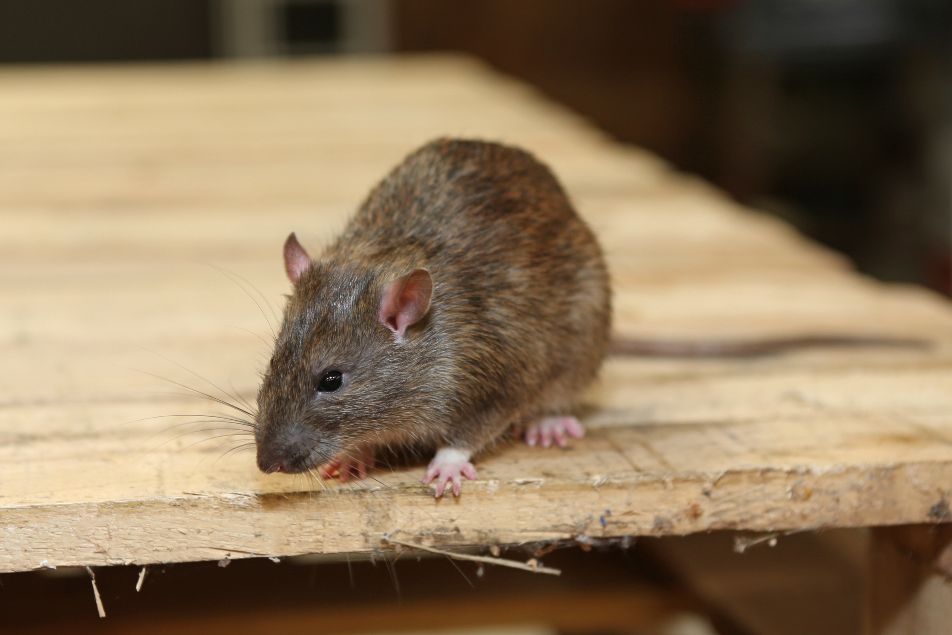 Rat Infestation, Pest Control in Wimbledon, SW19. Call Now 020 8166 9746