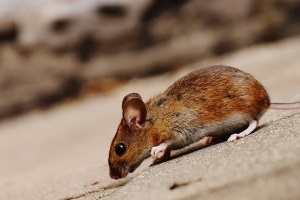 Mice Control, Pest Control in Wimbledon, SW19. Call Now 020 8166 9746